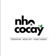 nhacocay